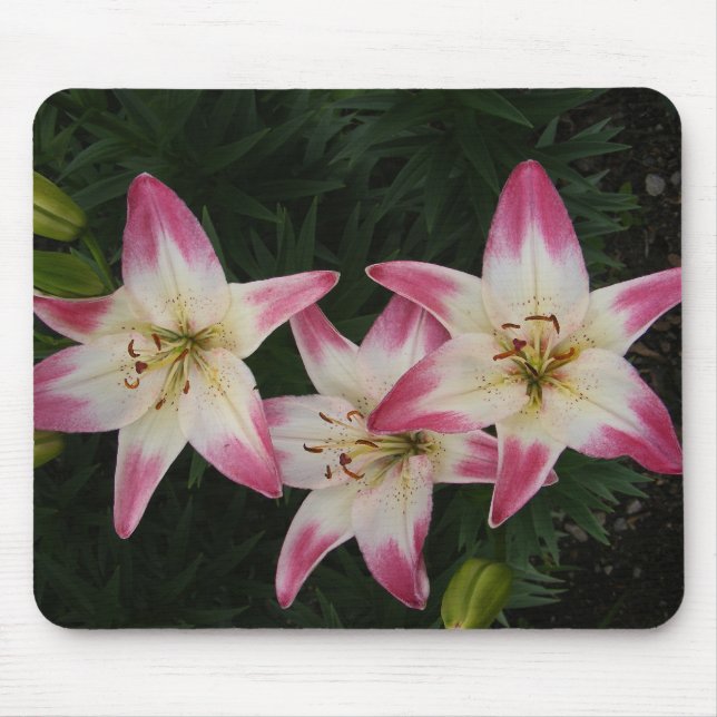 Trefaldig lilja~-mousepad musmatta (Framsidan)