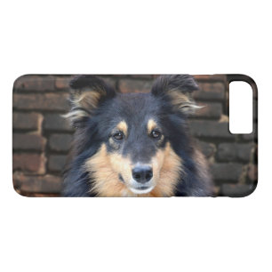 Trefärgad Sheltie ansikte