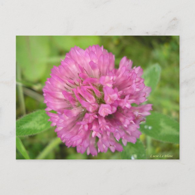 Trèfle rouge vykort (Framsida)