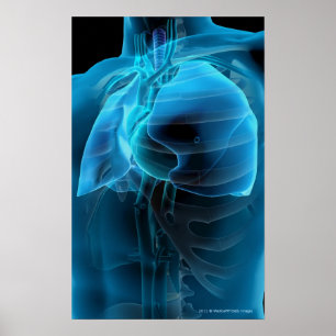 Trekvarts syn på hjärtat och lungorna poster