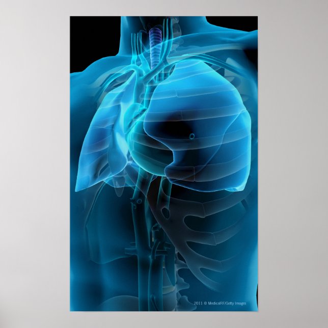 Trekvarts syn på hjärtat och lungorna poster (Framsidan)