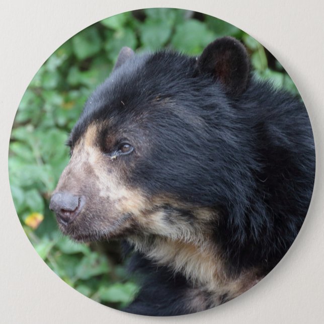 Tremarctos ornatus knapp (Framsida)