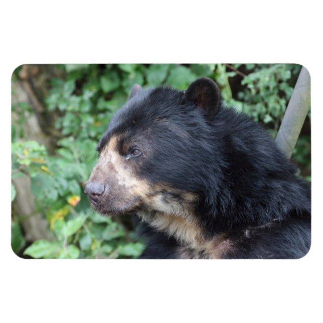 Tremarctos ornatus magnet (Horisontell)