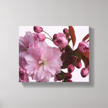 Trendig rosa blommar av körsbär blommor modern