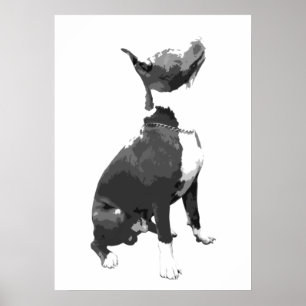 Trendig, svart och vit Pit Bull-hund Poster