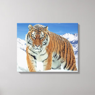 Trendig Tiger Winter Nature Photo Snö Mountains Canvastryck