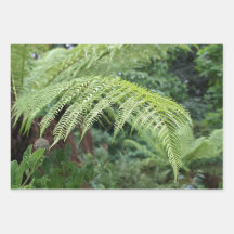 Trendy Fresh Fern Background Set of 3