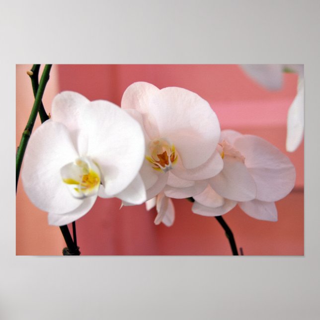 Tresiffrig hawaiiska Orchids-utskrift Poster (Framsidan)