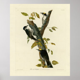Tretoed Woodpecker - Audubon's Birds of America Poster