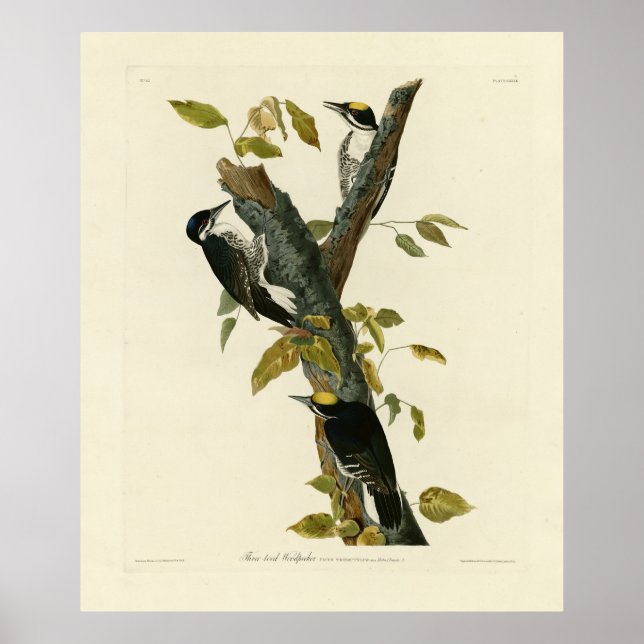 Tretoed Woodpecker - Audubon's Birds of America Poster (Framsidan)