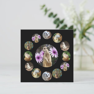 Tretton Meerkats Surprise, Flat Card