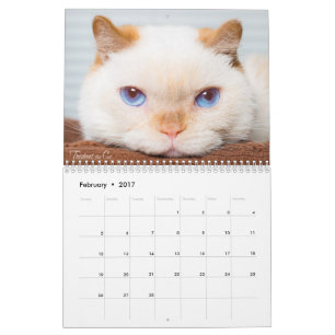 Treudd 2017 kattkalendern kalender