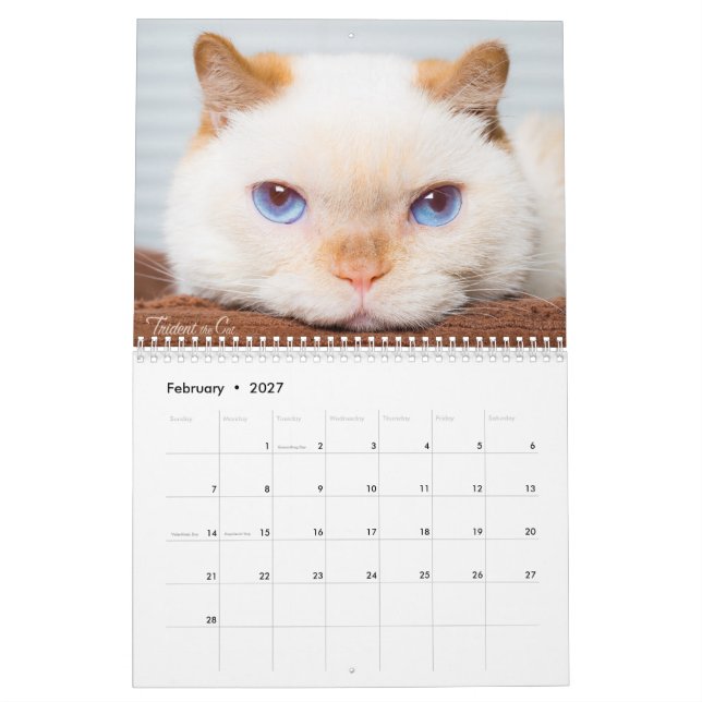 Treudd 2017 kattkalendern kalender (Feb 2027)