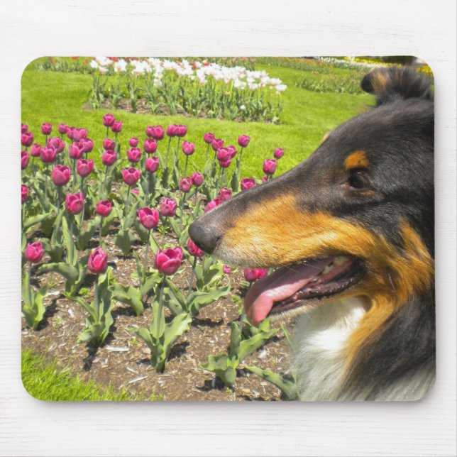 Tri Collie N Tulips Mouse Pad Musmatta (Framsidan)