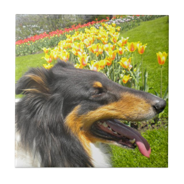 Tri Collie N. Tulips Tile Trivet Kakelplatta (Framsidan)