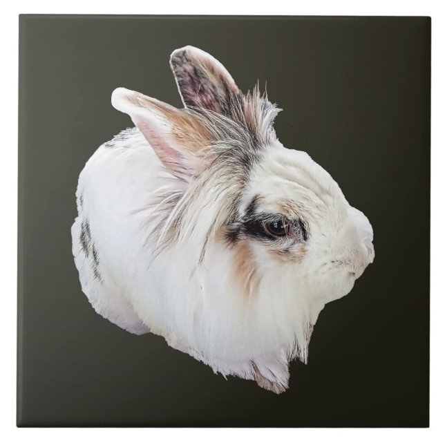 Tri-Color Lionhead Kanin Kakelplatta (Framsidan)