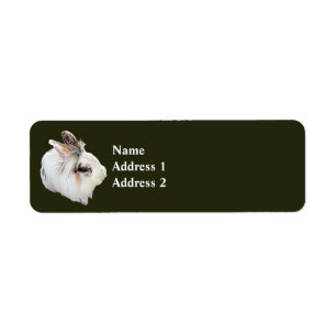 Tri-Color Lionhead Kanin Returadress Etikett