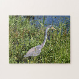 Tri Colored Heron Pussel