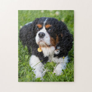 Tri Färg Cavalier Kung Charles Puppy Hund Pussel