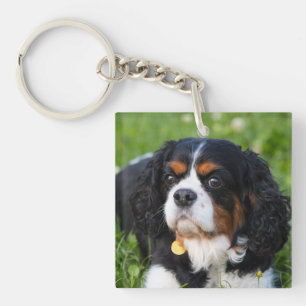 Tri Färg Cavalier Kung Charles Spain Hund
