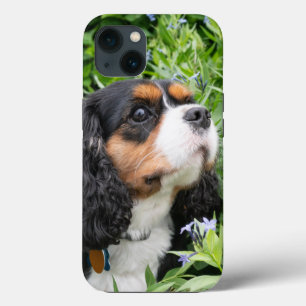 Tri Färg Cavalier Kung Charles Spain Hund
