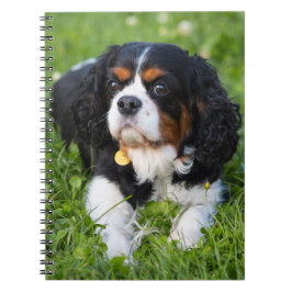 Tri Färg Cavalier Kung Charles Spain Hund Anteckningsbok