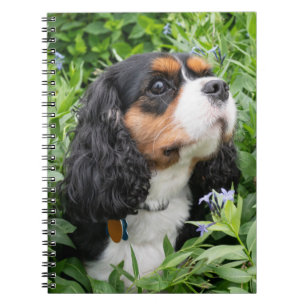 Tri Färg Cavalier Kung Charles Spain Hund Anteckningsbok