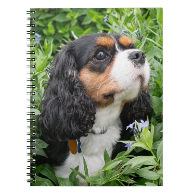 Tri Färg Cavalier Kung Charles Spain Hund Anteckningsbok (Framsidan)
