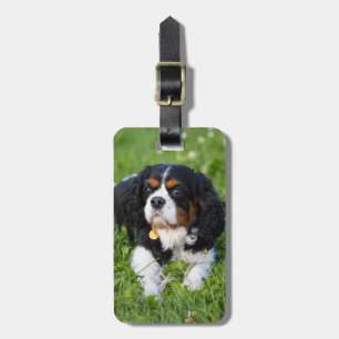 Tri Färg Cavalier Kung Charles Spain Hund Bagagebricka