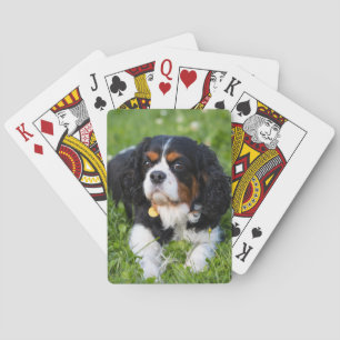 Tri Färg Cavalier Kung Charles Spain Hund Casinokort