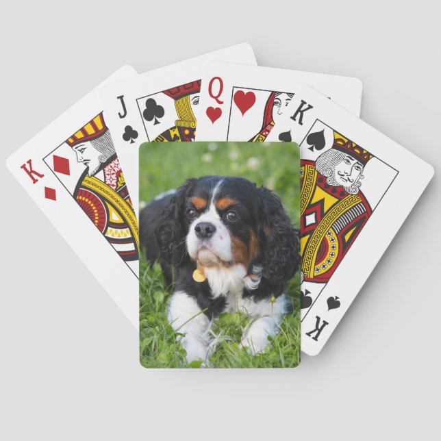 Tri Färg Cavalier Kung Charles Spain Hund Casinokort (Baksidan)