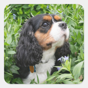 Tri Färg Cavalier Kung Charles Spain Hund Fyrkantigt Klistermärke