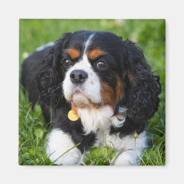 Tri Färg Cavalier Kung Charles Spain Hund Magnet