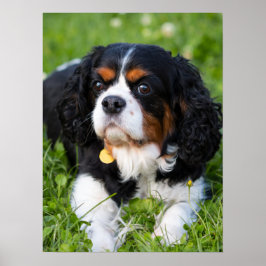 Tri Färg Cavalier Kung Charles Spain Hund Poster
