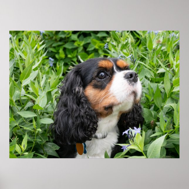 Tri Färg Cavalier Kung Charles Spain Hund Poster (Framsidan)