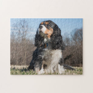 Tri Färg Cavalier Kung Charles Spain Hund Pussel