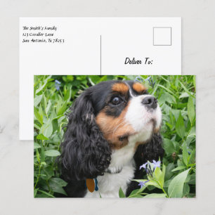 Tri Färg Cavalier Kung Charles Spain Hund Vykort