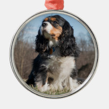 Tri Färg Cavalier Kung Charles Spain