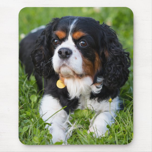 Tri Färg Cavalier Kung Charles Spain Puppy Hund Musmatta (Framsidan)