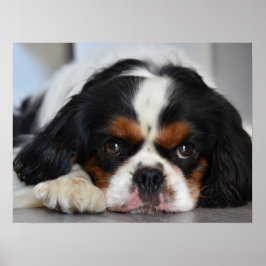 Tri Färg Cavalier Kung Charles Spain Puppy Hund Poster