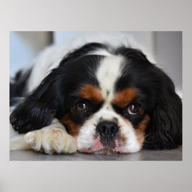 Tri Färg Cavalier Kung Charles Spain Puppy Hund Poster (Framsidan)