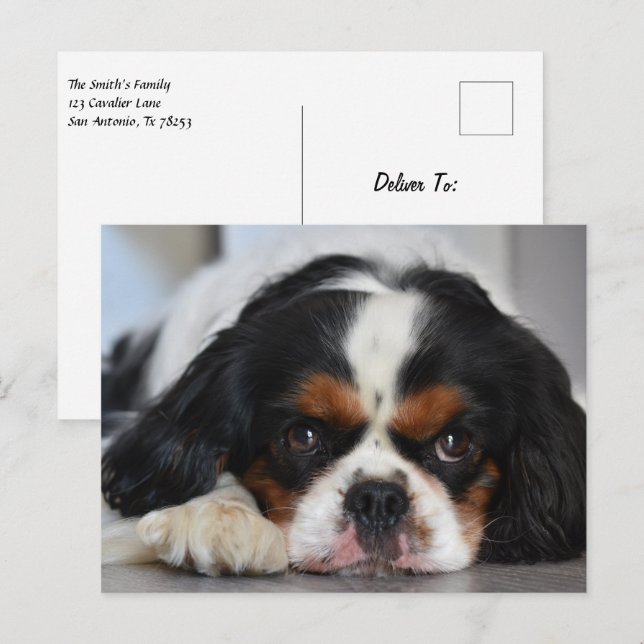 Tri Färg Cavalier Kung Charles Spain Puppy Hund Vykort (Fram/baksida)
