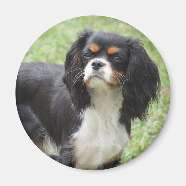 Tri Färg Cavalier Kung Charles Spaniel Puppy Magnet (Framsidan)