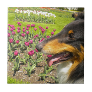 Tri-färg Collie N Tulips Tile Trivet Kakelplatta