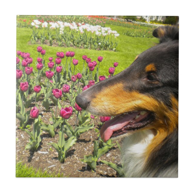 Tri-färg Collie N Tulips Tile Trivet Kakelplatta (Framsidan)