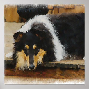 Tri Färg Collie presenterar konst Poster
