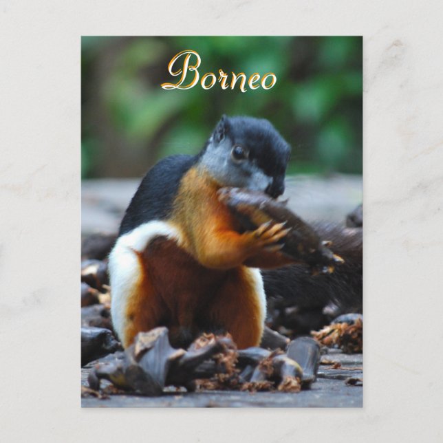 Tri Färg-ekorren i Borneo Forest Postcard Vykort (Framsida)