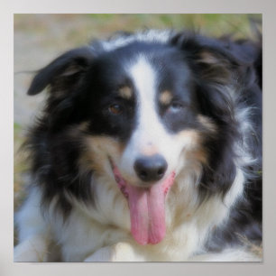 Tri Färg Gräns Collie Ansikte Poster