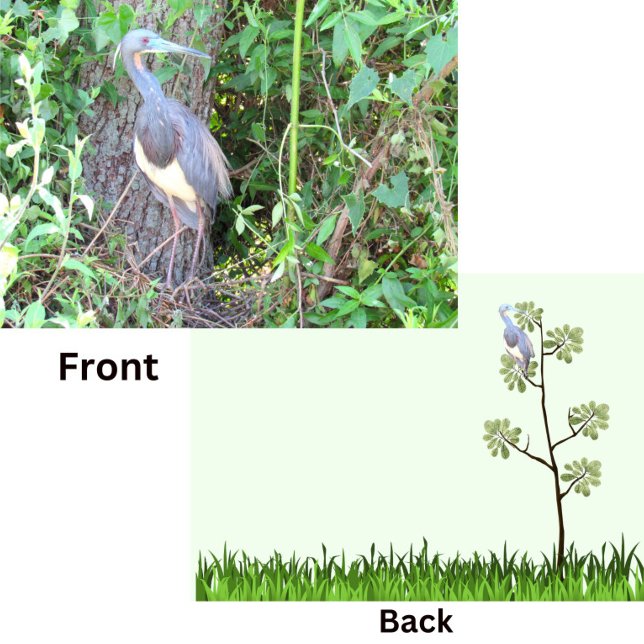 Tri-Färg Heron Bygger ett bo (Skapare uppladdad)