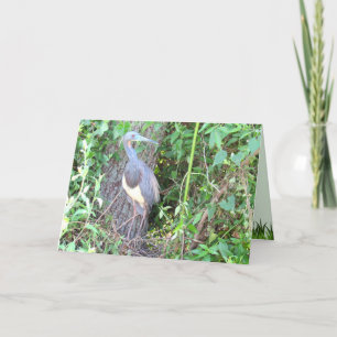 Tri-Färg Heron Bygger ett bo Kort